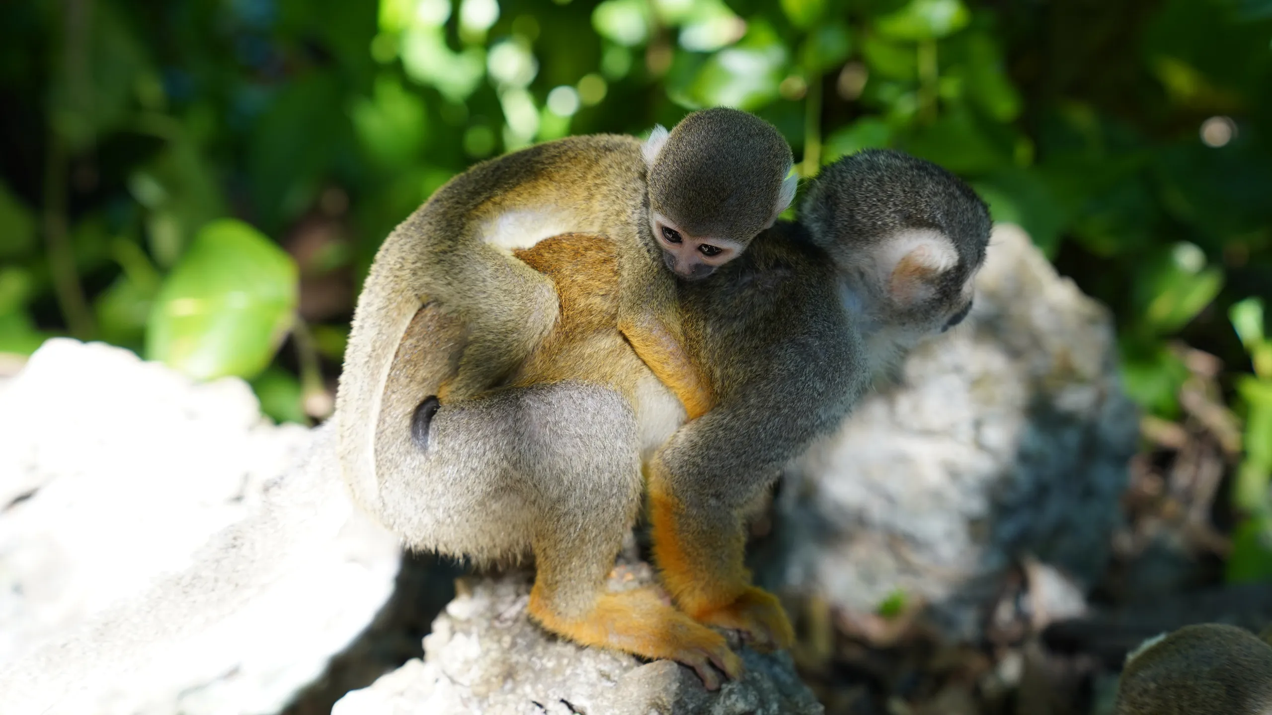 Monkey Jungle Puerto Plata